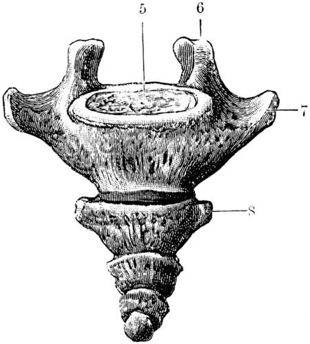 eth bone anatomy,Eth Bone Anatomy: A Detailed Exploration