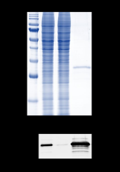 algae protein alternatives eth,Algae Protein Alternatives: Eth